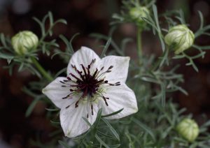 Nigella Sativa