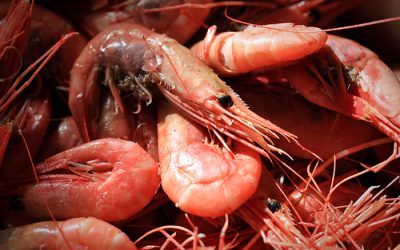 Gamba’s eten voor de gezondheid