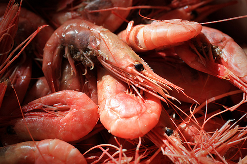 Gamba’s eten voor de gezondheid