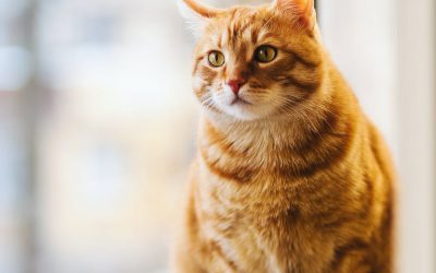 Mijn kat heeft pijn bij het plassen, wat nu?